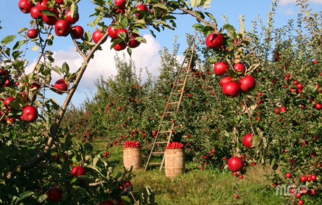 싱그러운 사과, 지역에 생산되는 과일이 아이들에게 지원될 수 있는 법적 근거가 마련되었다.
