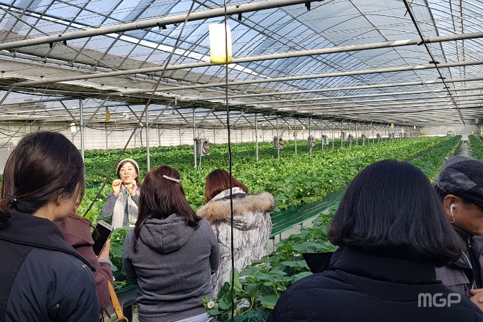 팸투어 참가자들이 딸기농가체험을 하고 있다.
