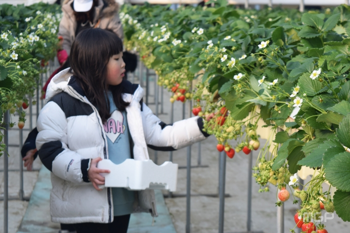어린이가 딸기농장체험을 진행하고 있다.