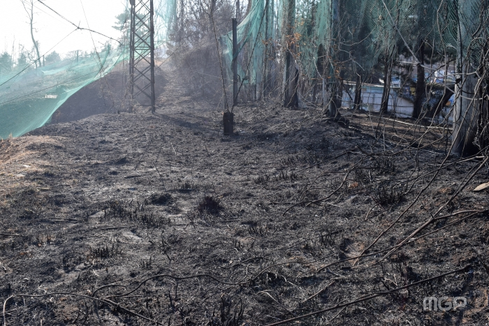화재로 인해 공장 인근 대덕산 일부가 전소되었다.