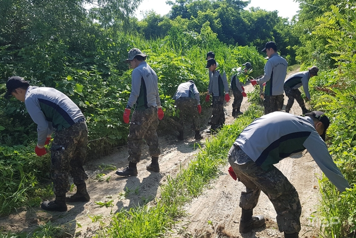 한강대대 국군장병들이 장항습지에서 생태교란 외래식물 제거활동을 진행하고 있다.