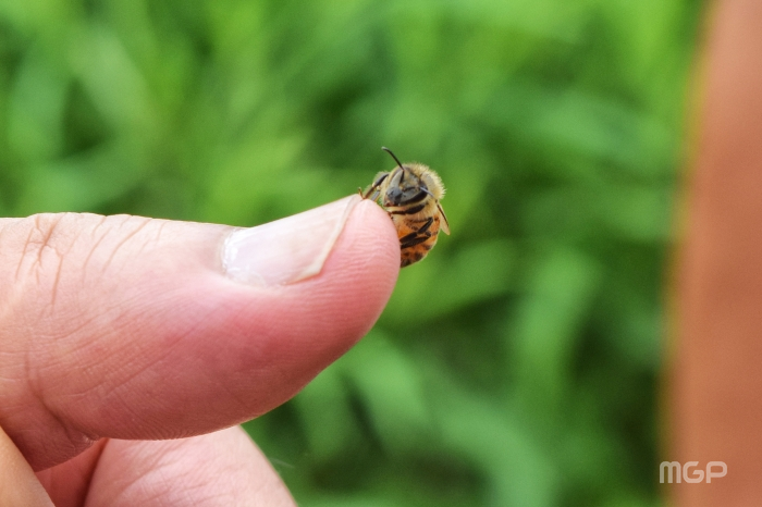 어린이 손에 올라간 꿀벌의 모습