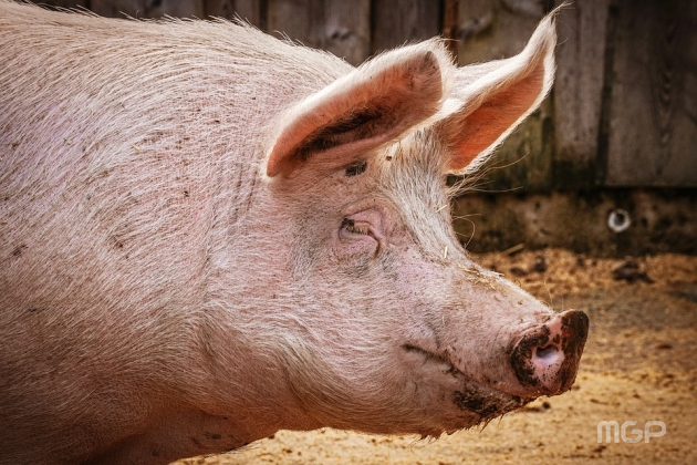 폐사율 최대 100%인 치명적 돼지 질병인 '아프리카돼지열병(ASF)'이 파주시에서 발병됐다. 사진 = 자료사진.