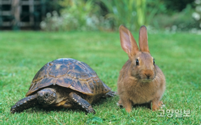 토끼와 거북이