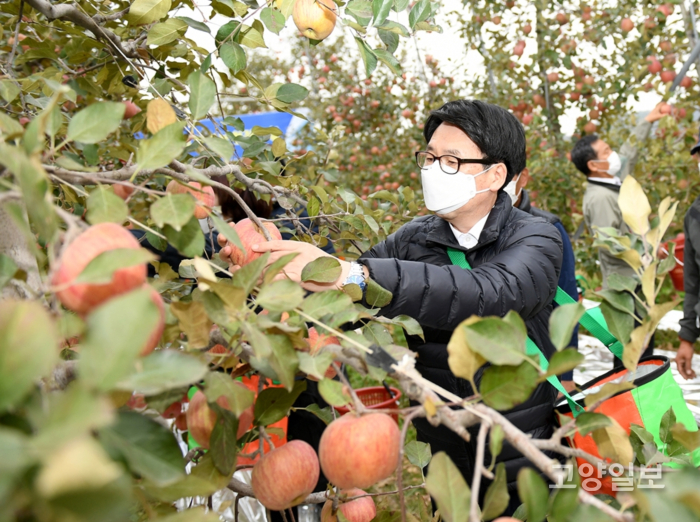 최종환 파주시장이 사과를 수확하고 있다.