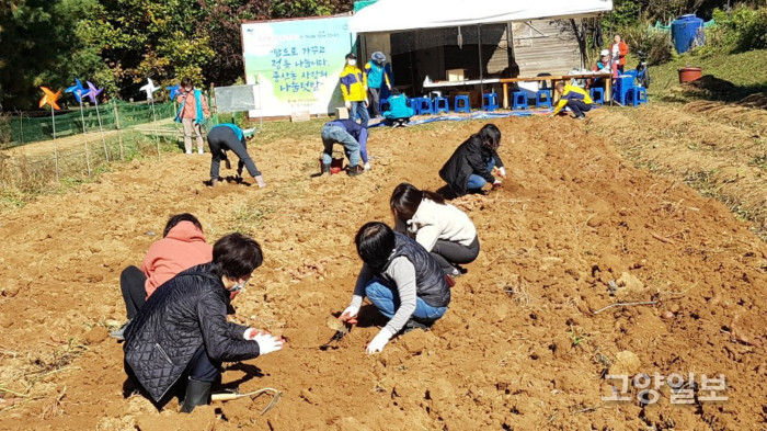 중산동 주민자치위원회는 지난 23일 나눔텃밭에서 사랑의 고구마를 수확했다.