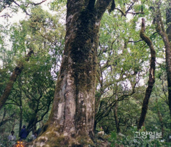 수천년된 차나무