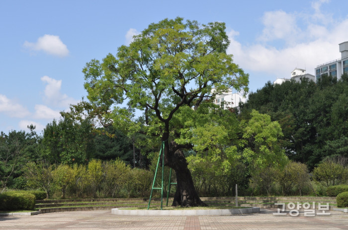 일산 호수공원 회화나무 보호수 모습
