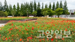 일산호수공원 고양꽃전시관 광장 화단