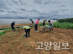 토당동에 위치한 공동체나눔텃밭에서 신중년 텃밭 활동가와 회원들이 감자를 수확하고 있다.